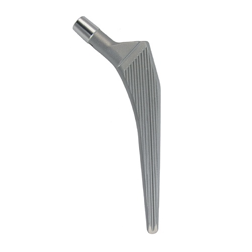Muller_Straigt_Stem_Lateral.jpg